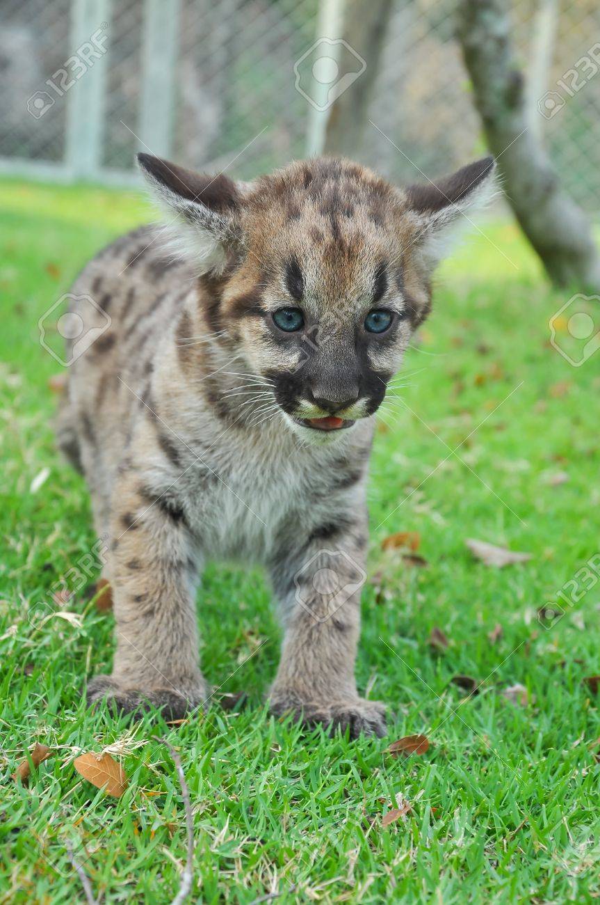 le bébé puma