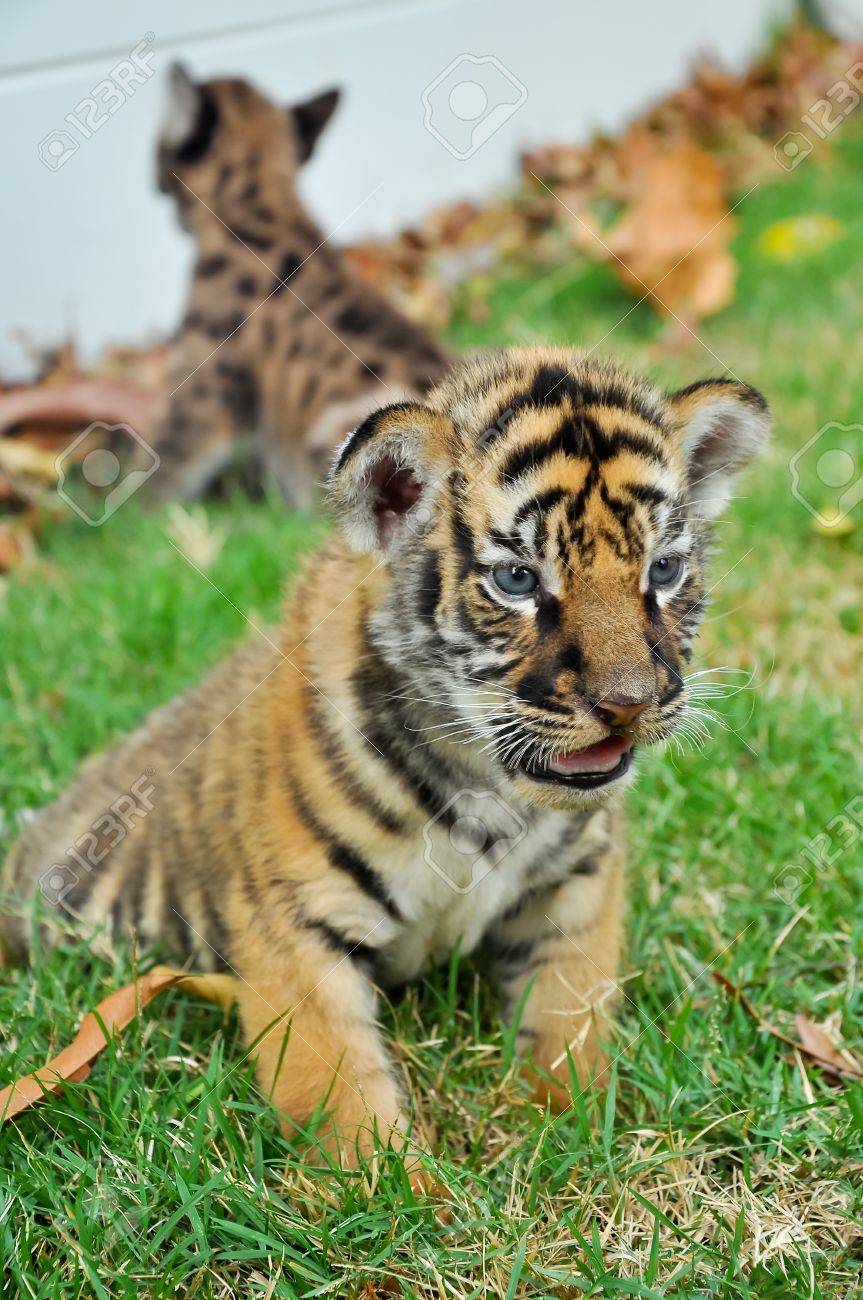 Bebe Tigre Du Bengale Et Chaton Sont Tres Similaires Mais Le Bebe Tigre Du Bengale Est Un Plus Grand Que Chaton Banque D Images Et Photos Libres De Droits Image