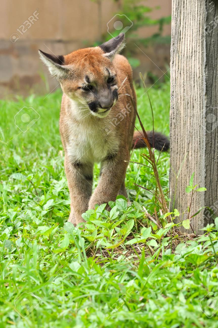 le bébé puma