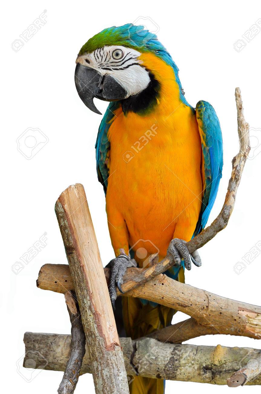 blue and gold macaw a bird with feathers in 2 colors blue