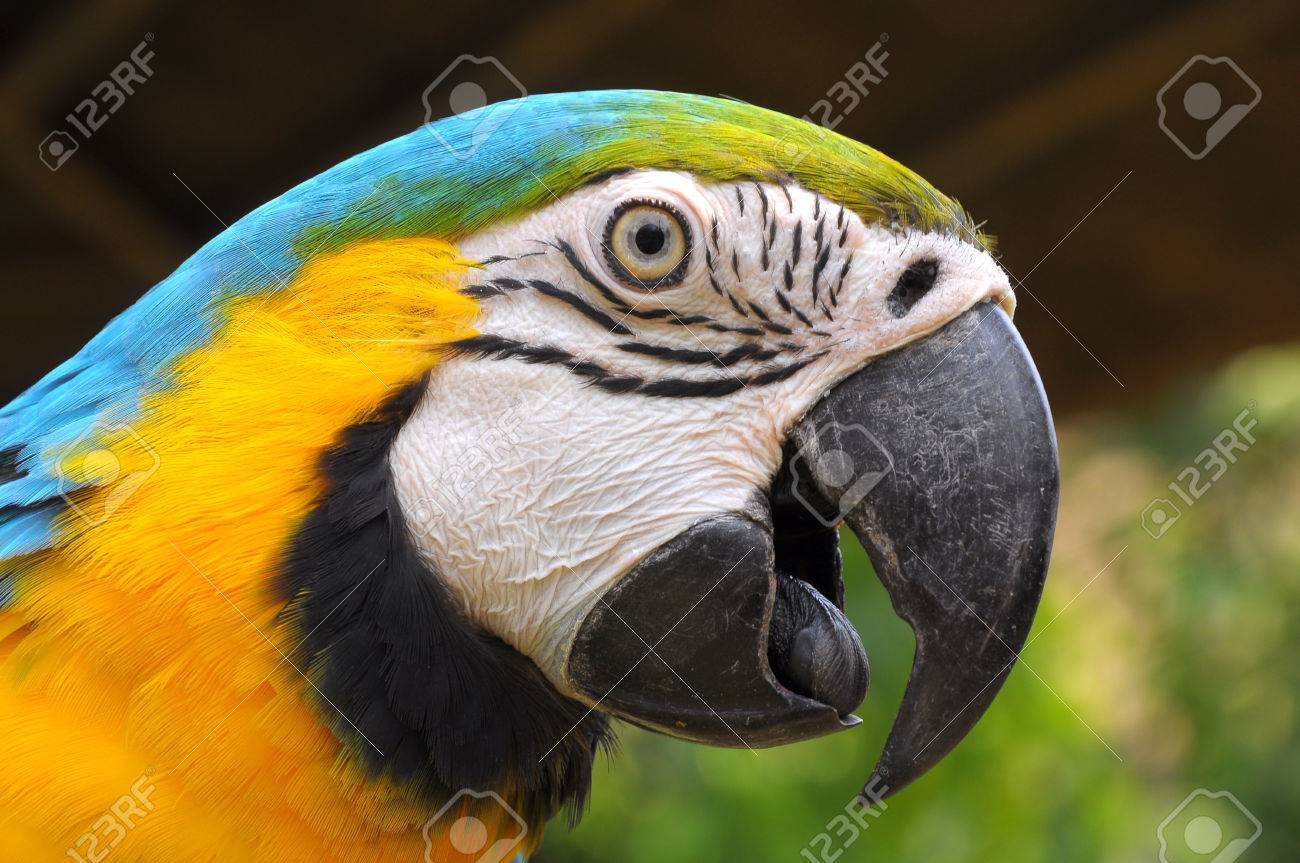 blue and gold macaw a bird with feathers in 2 colors blue