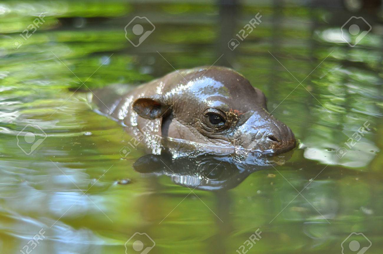 コビトカバの赤ちゃんを育てていた呼吸する水から頭を出した の写真素材 画像素材 Image