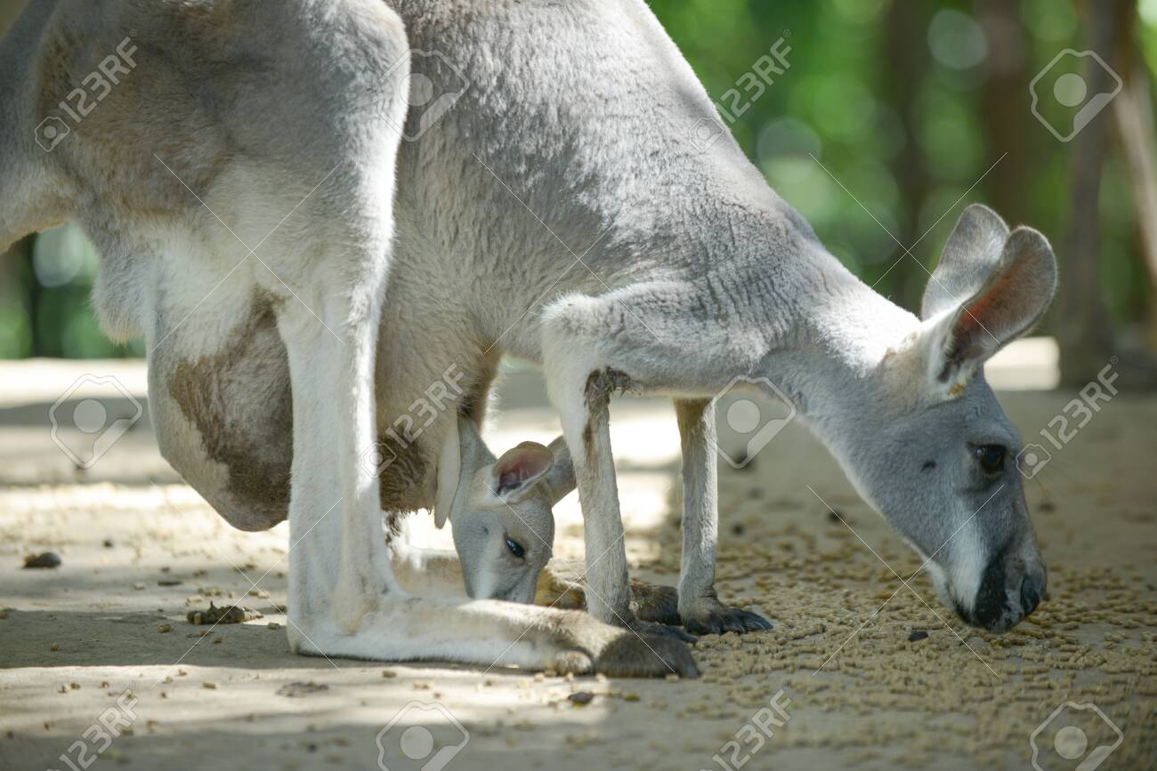 pouch bolsa australia