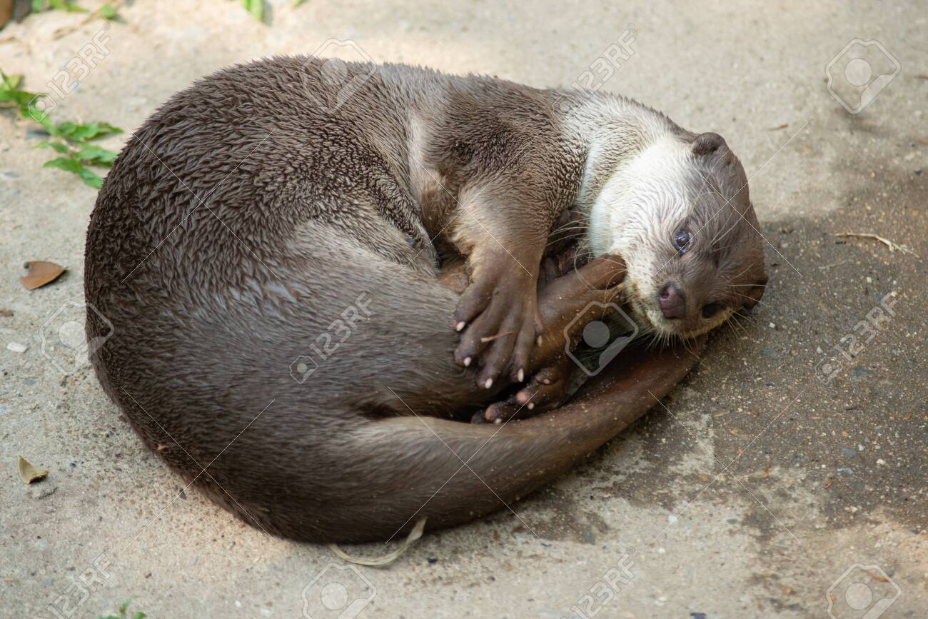 カワウソは世界で最も厚い毛皮のコートを持っていますの写真素材・画像