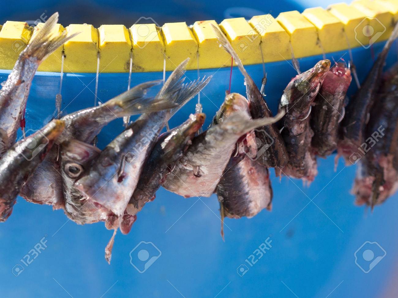 Palangre poisson Clearance