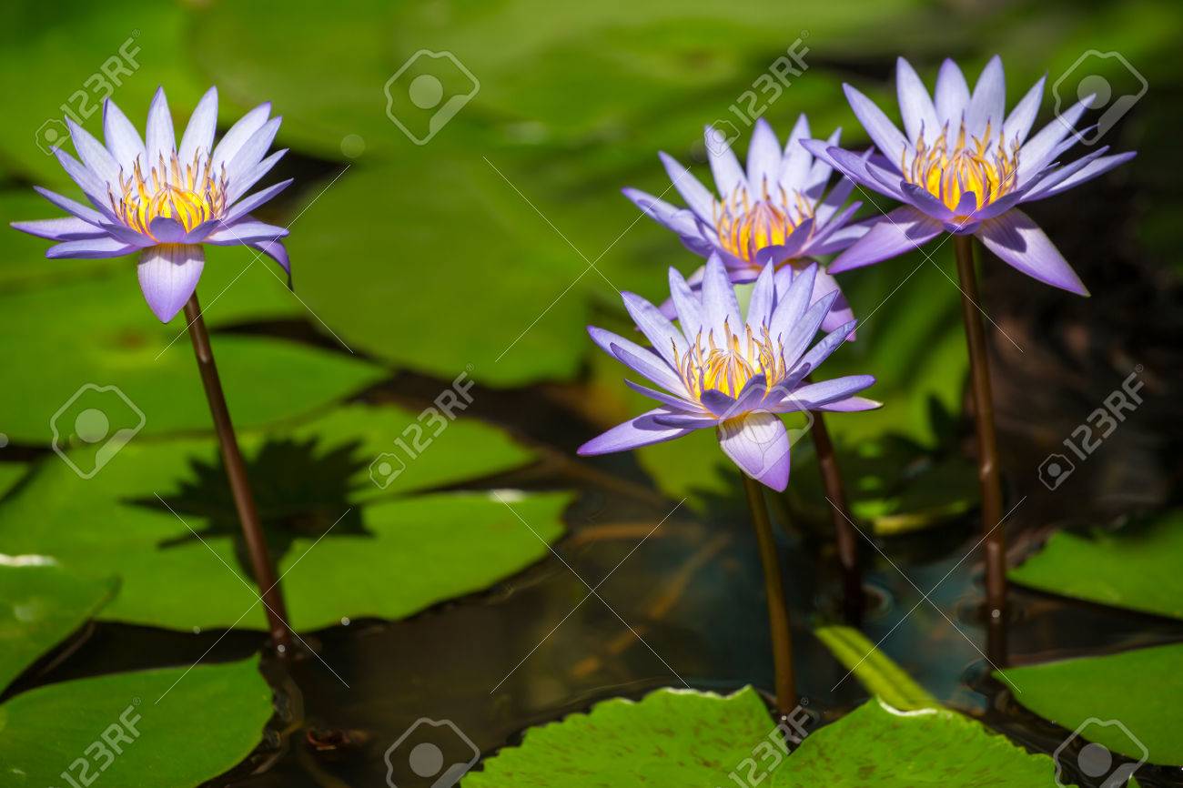 美しい青いエジプト睡蓮 スイレン Caerulea クローズ アップ の写真素材 画像素材 Image