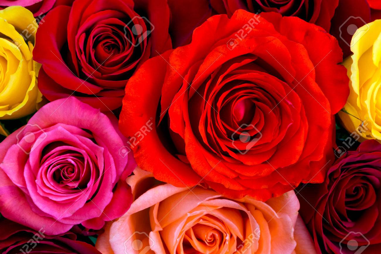 カラフルなバラの背景 の写真素材 画像素材 Image