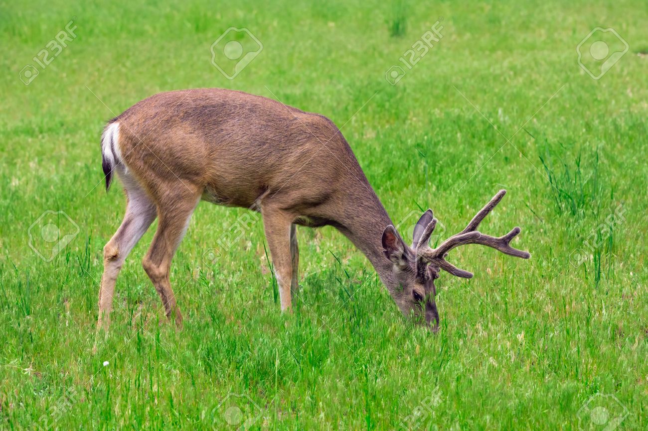 Deer Eating Grass On Green Meadow. Stock Photo, Picture and Royalty Free  Image. Image 42154437.