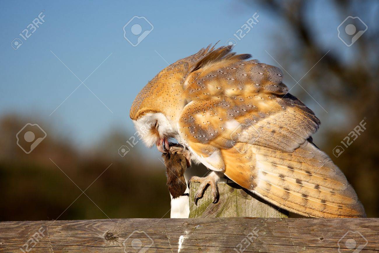 a barn owl eating a vole on a fence stock photo picture and royalty