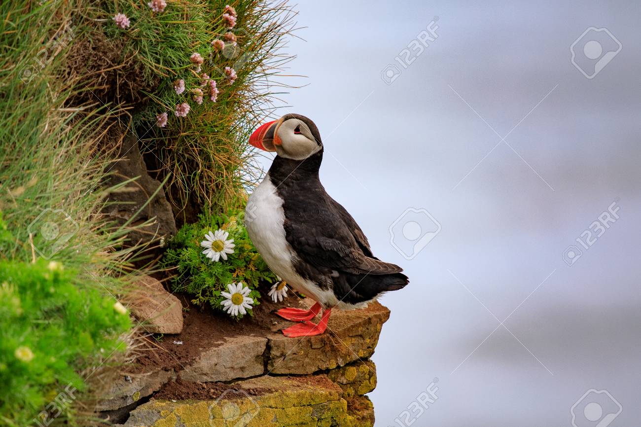 アイスランドの崖の上のパフィン の写真素材 画像素材 Image