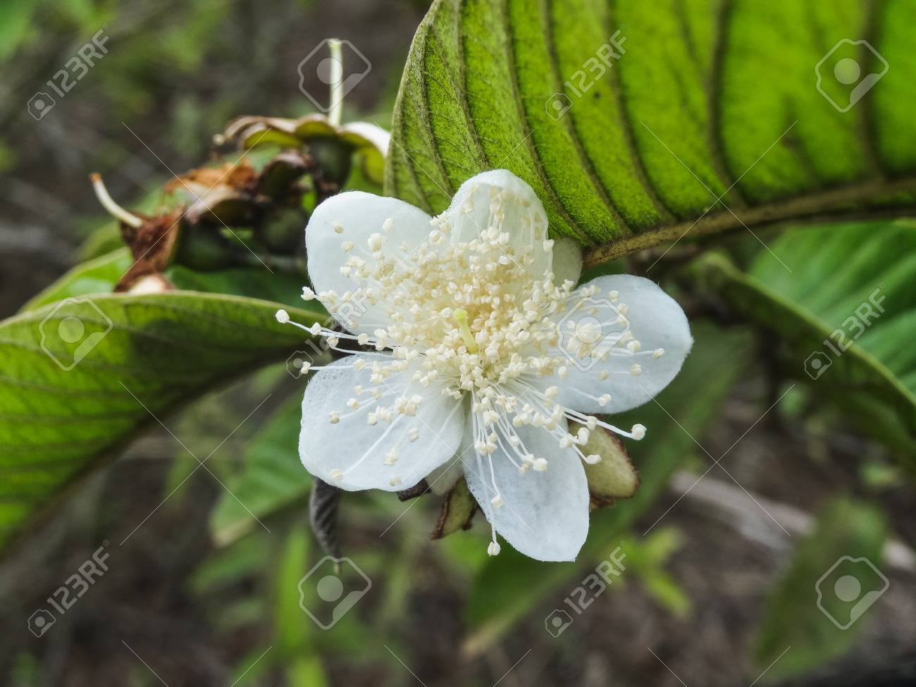 Cerca De La Flor De Higo Chumbo De Galápagos En El Parque Nacional Galápagos De La Isla Rábida Fotos, Retratos, Imágenes Y Fotografía De Archivo Libres De Derecho. Image 97480945. Cerca De La Flor De Higo Chumbo De Galápagos En El Parque Nacional Galápagos De La Isla Rábida Fotos, Retratos, Imágenes Y Fotografía De Archivo Libres De Derecho. Image 97480945.