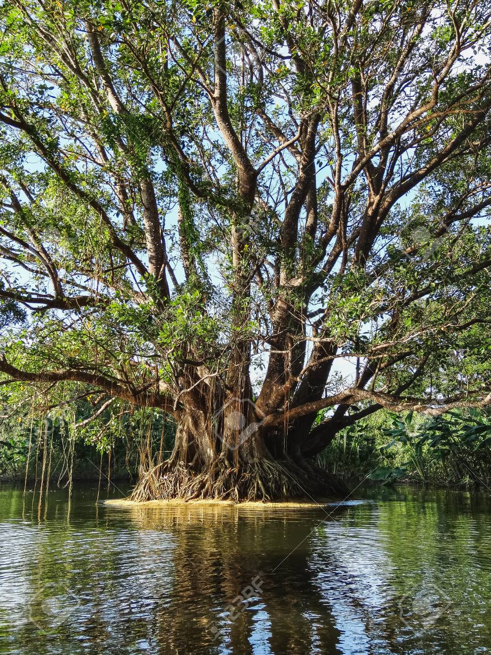 熱帯の木や植物は 湖ニカラグアの海岸に並ぶ の写真素材 画像素材 Image 熱帯の木や植物は 湖ニカラグアの海岸に並ぶ の写真素材 画像素材 Image