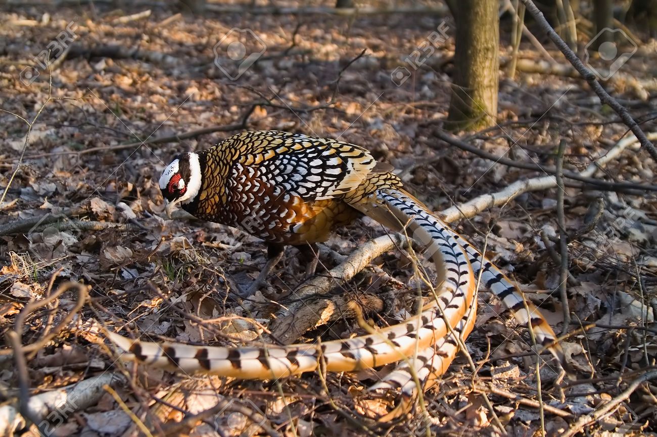 Faisan Real Fotos Retratos Imagenes Y Fotografia De Archivo Libres De Derecho Image Faisan Real Fotos Retratos Imagenes Y Fotografia De Archivo Libres De Derecho Image