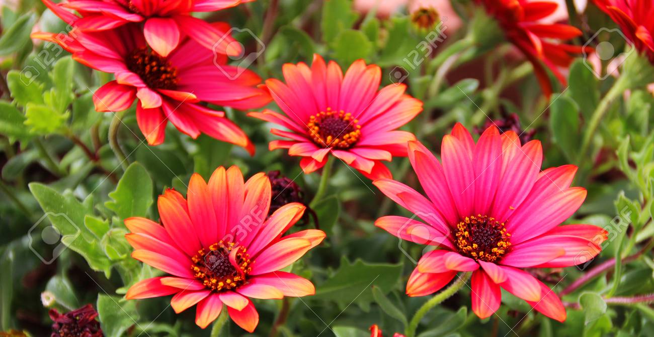 夏には フランスの美しい花 の写真素材 画像素材 Image 5795