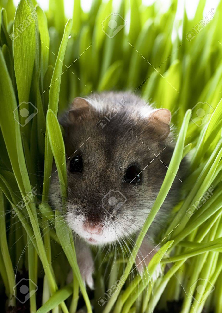 草のハムスター の写真素材 画像素材 Image