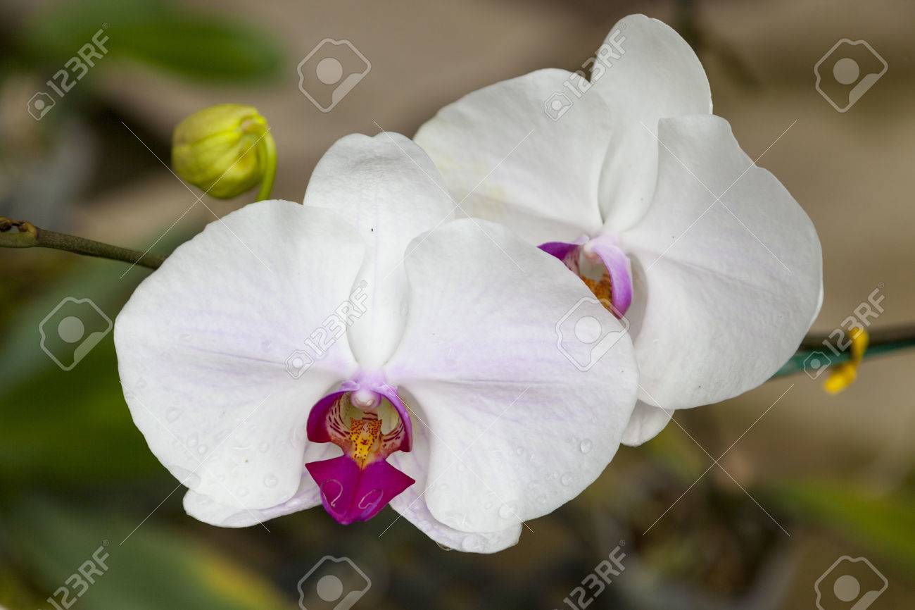 dos grandes flores de orquídeas blancas primer plano de hermosas
