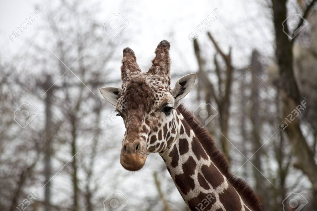 大人のキリンのクローズ アップの頭 動物園鳥小屋のキリン の写真素材 画像素材 Image