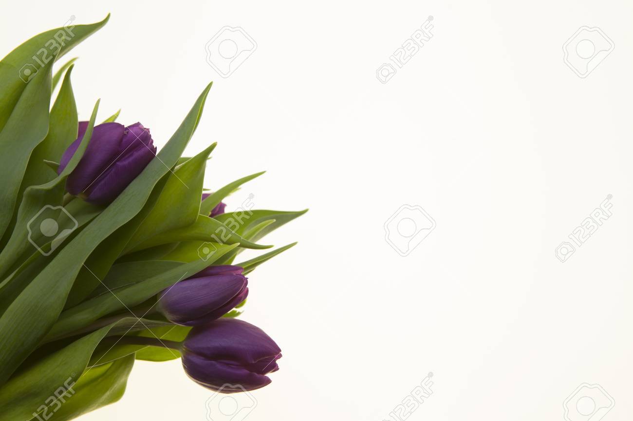 tulip wedding invitations