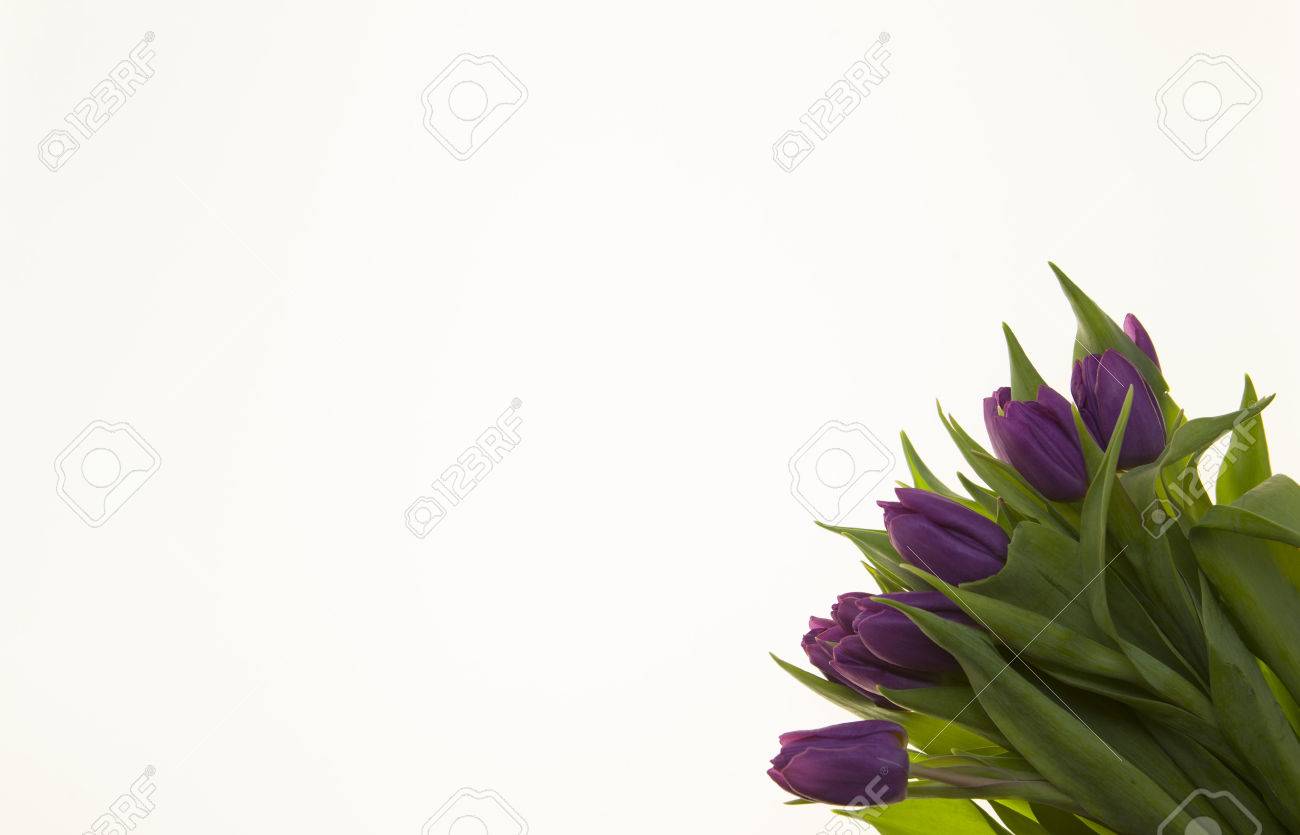 background for greeting card with flowers tulips card with flowers tulip wedding invitations