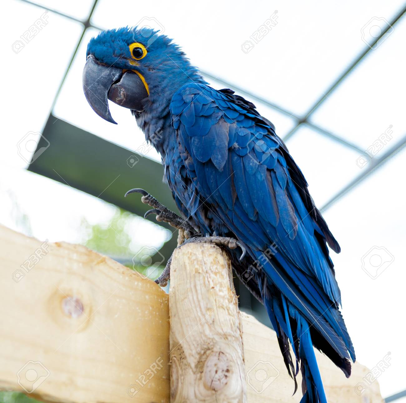 big blue macaw parrot a large bird in bright blue stock photo