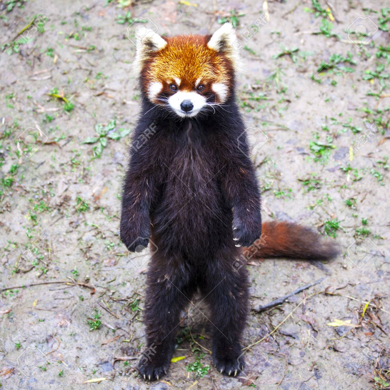 Red Panda. Red Panda Stands On Its Hind Legs.Red Panda Closeupの