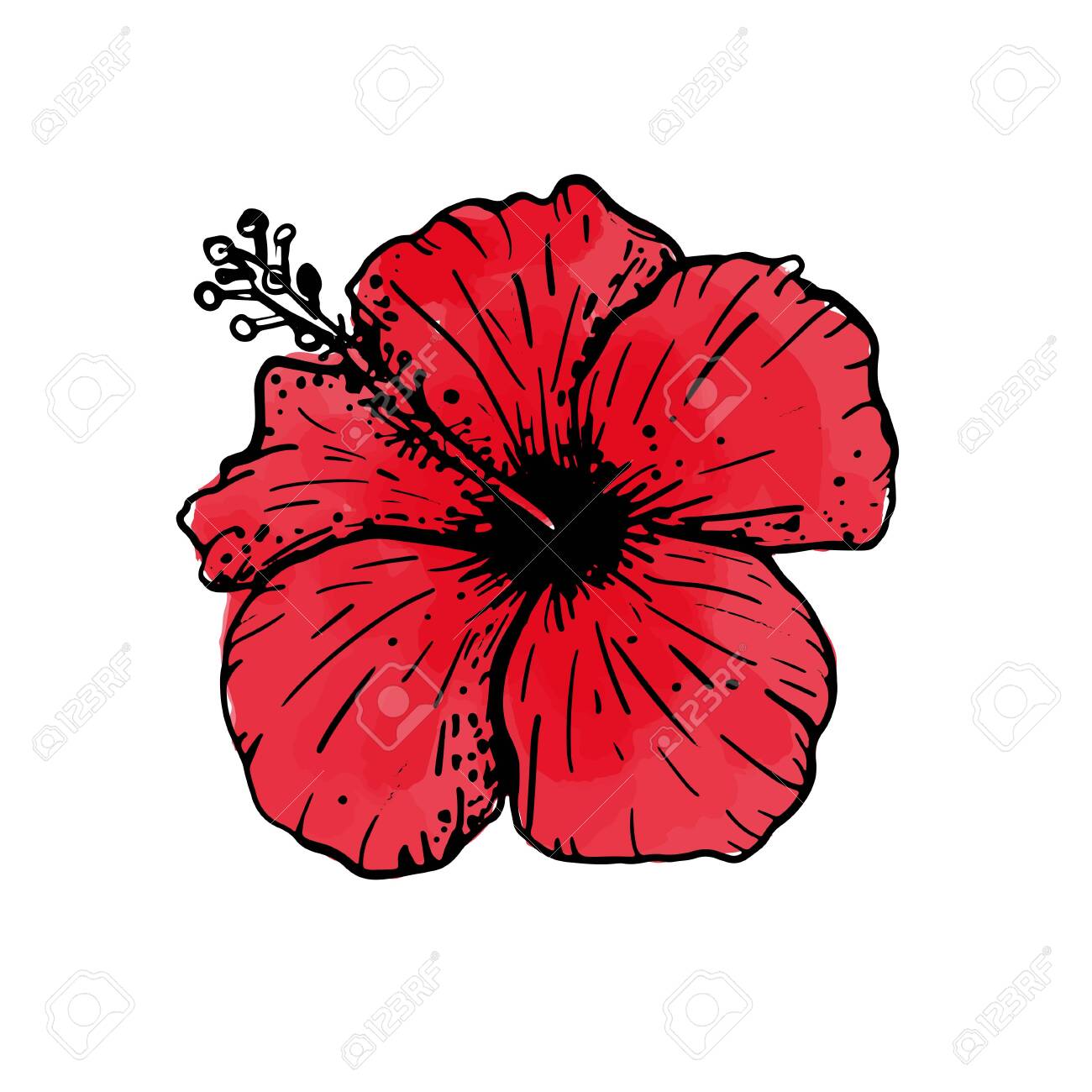 Hand Drawn Sketch Of Tropical Red Hibiscus Flower. Botanical Floral Element  For Design, Cards, Clothing, Web And Print. Vector Illustration Can Be Used  For Logo. Royalty Free SVG, Cliparts, Vectors, and Stock, image size:1300x1300