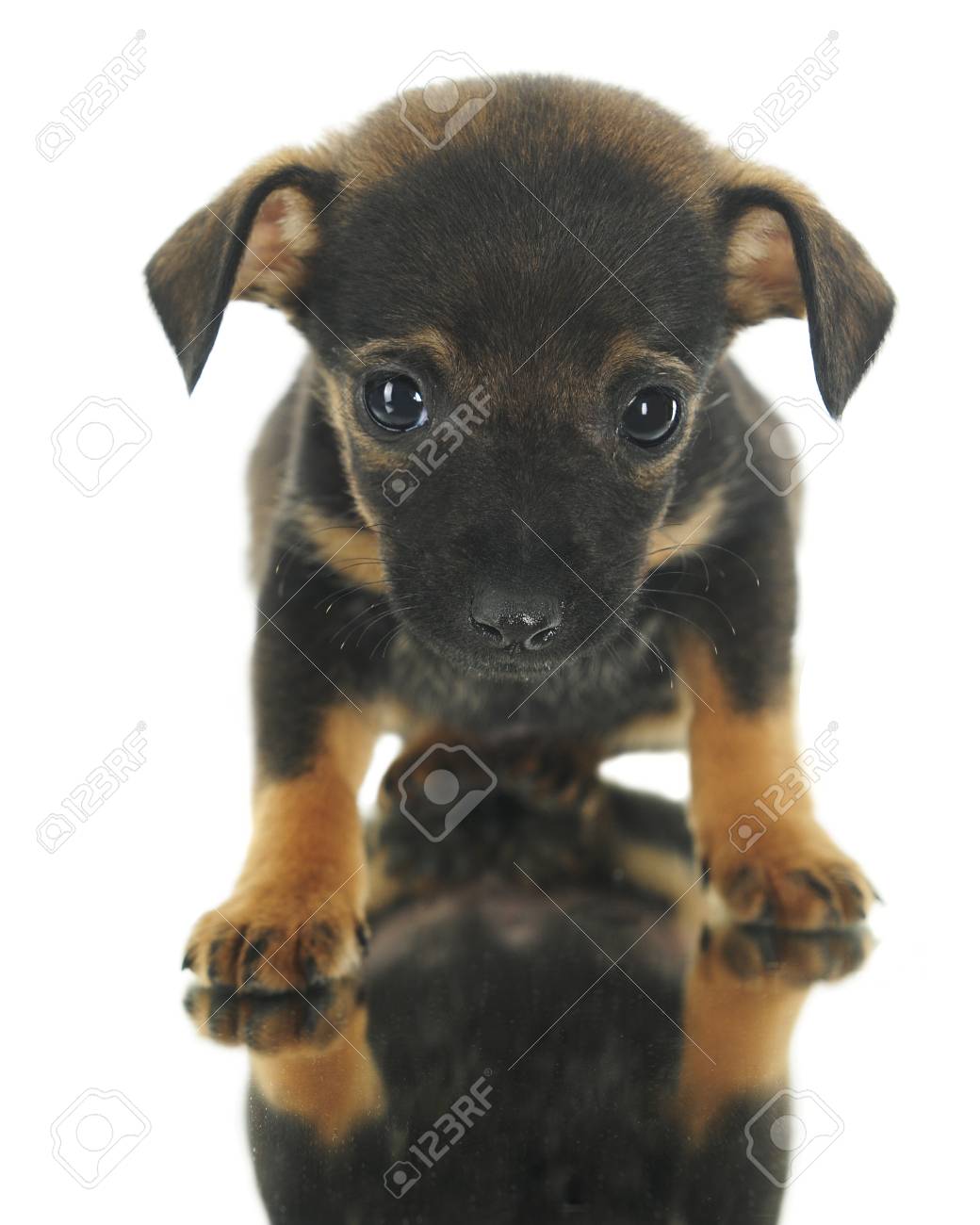 Brown Puppy Miniature