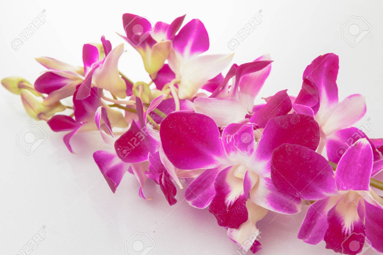 orchid purple color stock photo thailand orchid purple color isolated on white background with free space at right side for designer vintage style orchid color isolated on white background with orchid purple color stock photo thailand orchid purple color isolated on white background with free space at right side for designer vintage style orchid color isolated on white background with