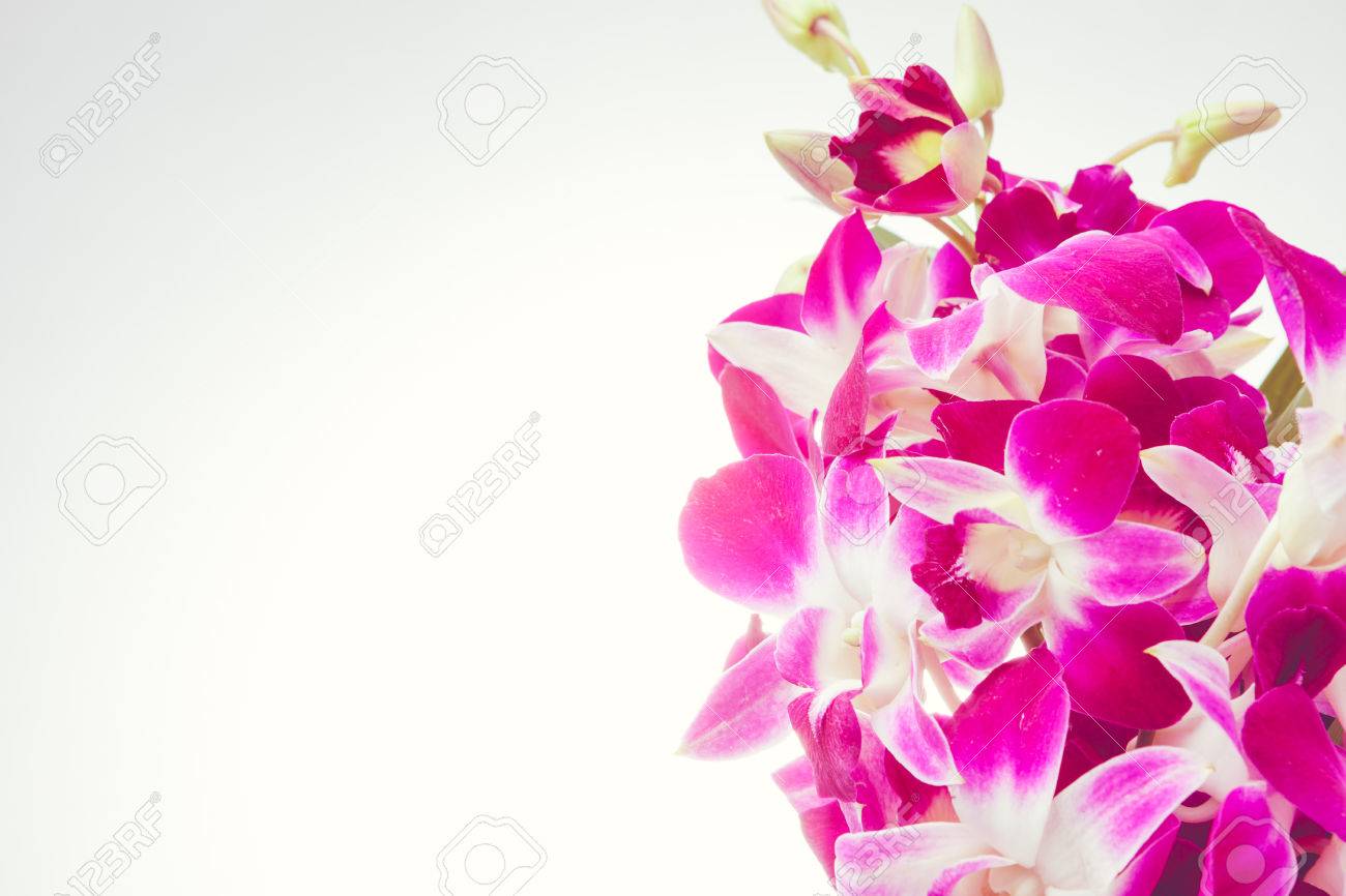 orchid purple color stock photo thailand orchid purple color isolated on white background with free space at right side for designer orchid color isolated on white background with orchid purple color stock photo thailand orchid purple color isolated on white background with free space at right side for designer orchid color isolated on white background with