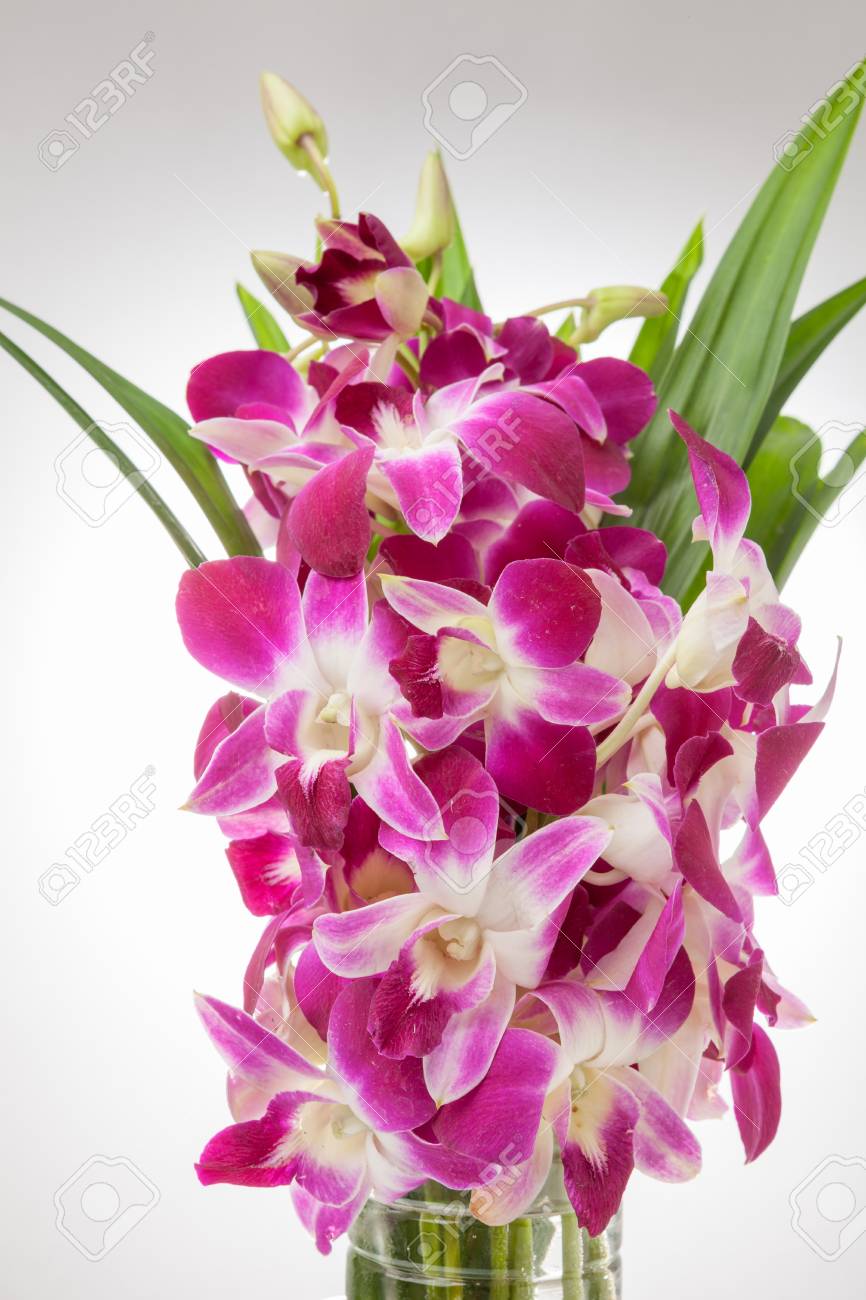 orchid purple color dark orchid stock photo thailand orchid purple color isolated on white background with free space at right side for designer orchid color isolated on white background with orchid purple color dark orchid stock photo thailand orchid purple color isolated on white background with free space at right side for designer orchid color isolated on white background with