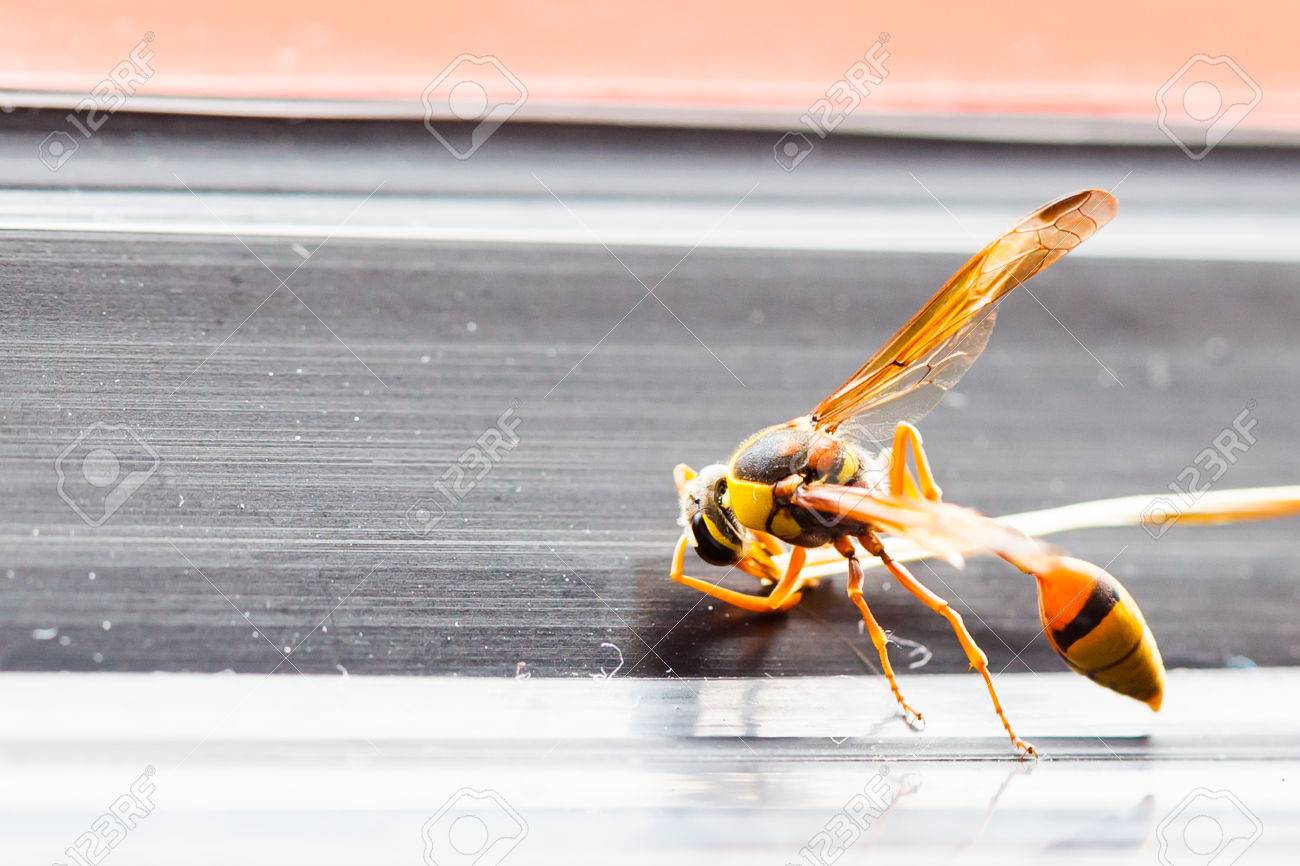 スズメバチは スズメバチの中で最大 美しく スマート図形昆虫イエロー ジャケットや黒黄色の鎧を着ているように見えます の写真素材 画像素材 Image