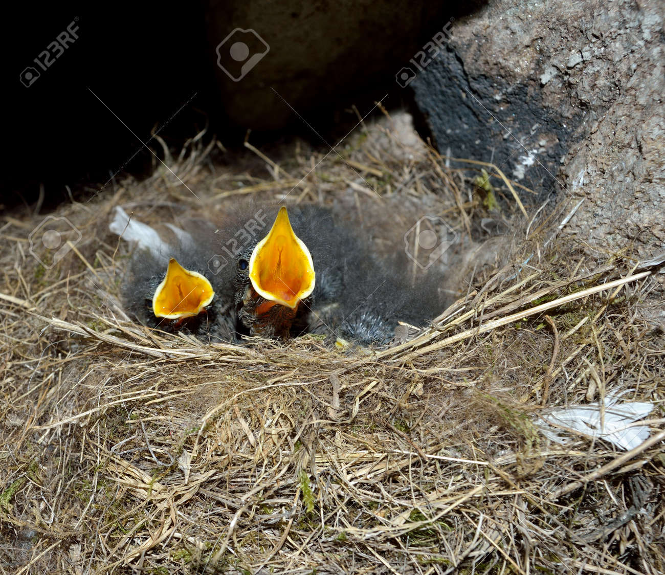 etiam-dictum-ipsum-a-felis