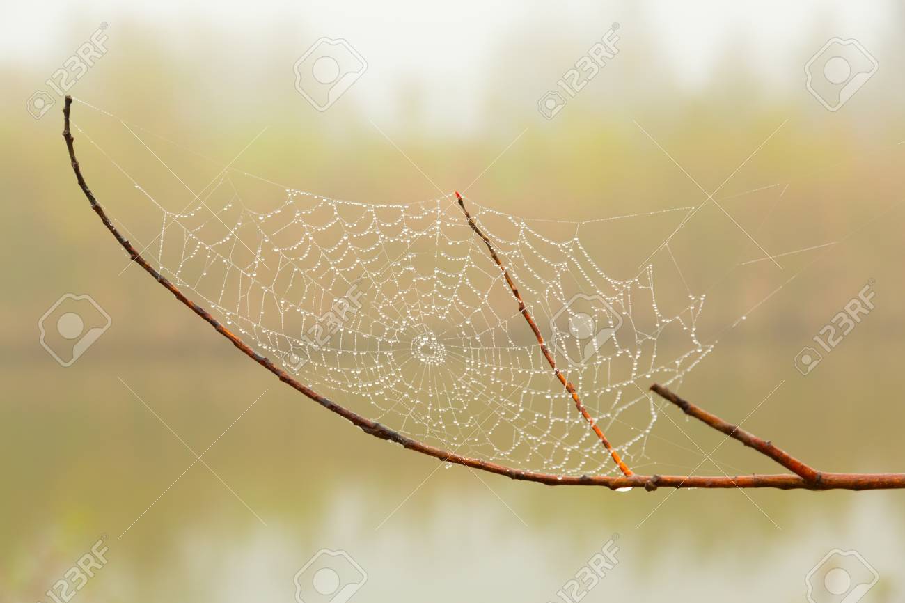秋の公園で濡れた木の枝で蜘蛛の巣 の写真素材・画像素材. Image 23338495.
