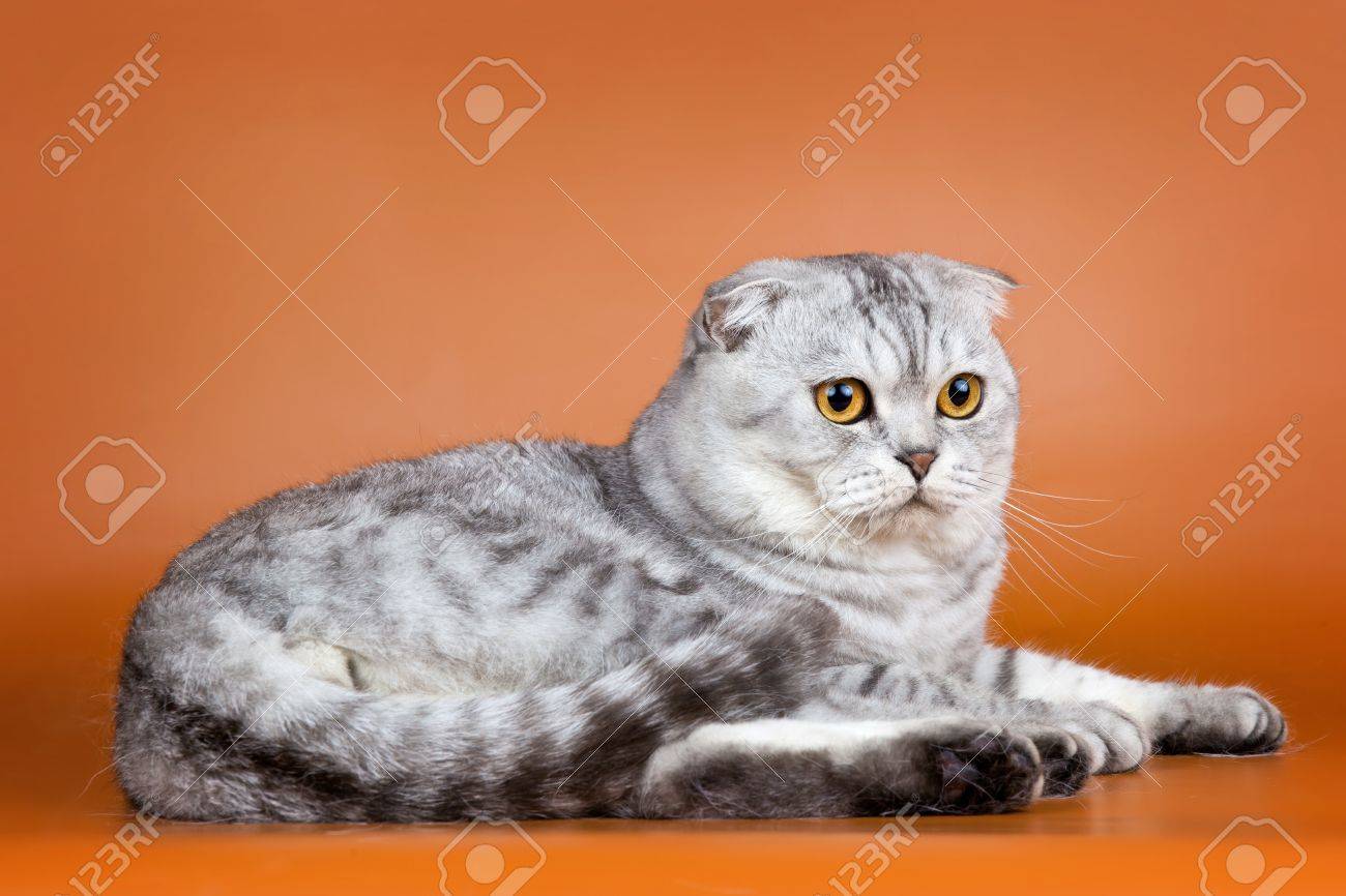 Scottish Fold On Orange Background Stock Photo Picture And