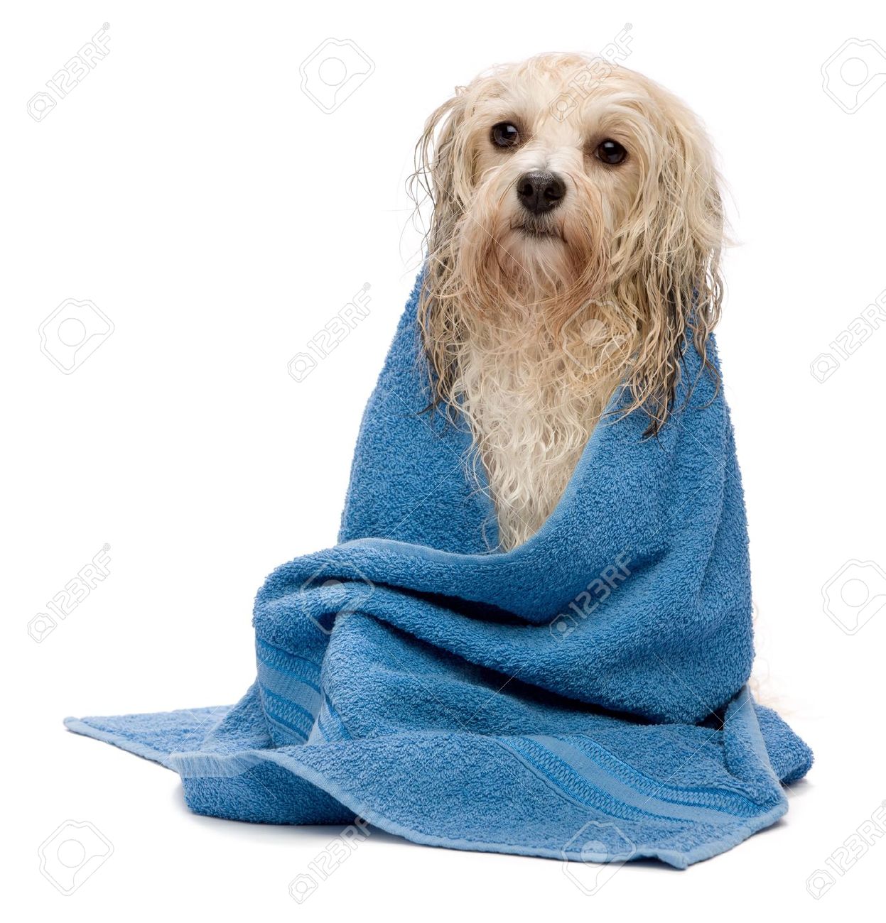 https://previews.123rf.com/images/mdorottya/mdorottya1209/mdorottya120900085/15279666-a-wet-cream-havanese-dog-after-the-bath-with-a-blue-towel-isolated-on-white-background.jpg