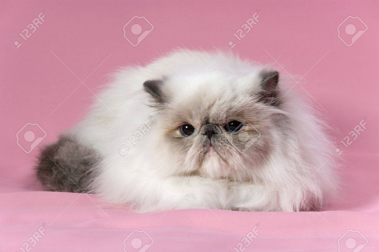 blue point persian