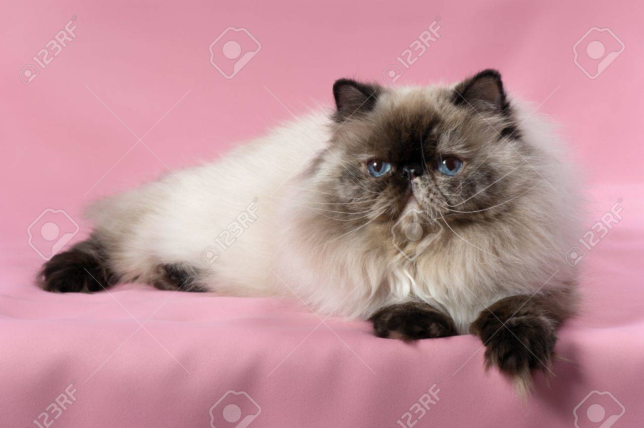 Belle Persan Colourpoint Seal Tortie Chat Couche Sur Fond Rose Banque D Images Et Photos Libres De Droits Image