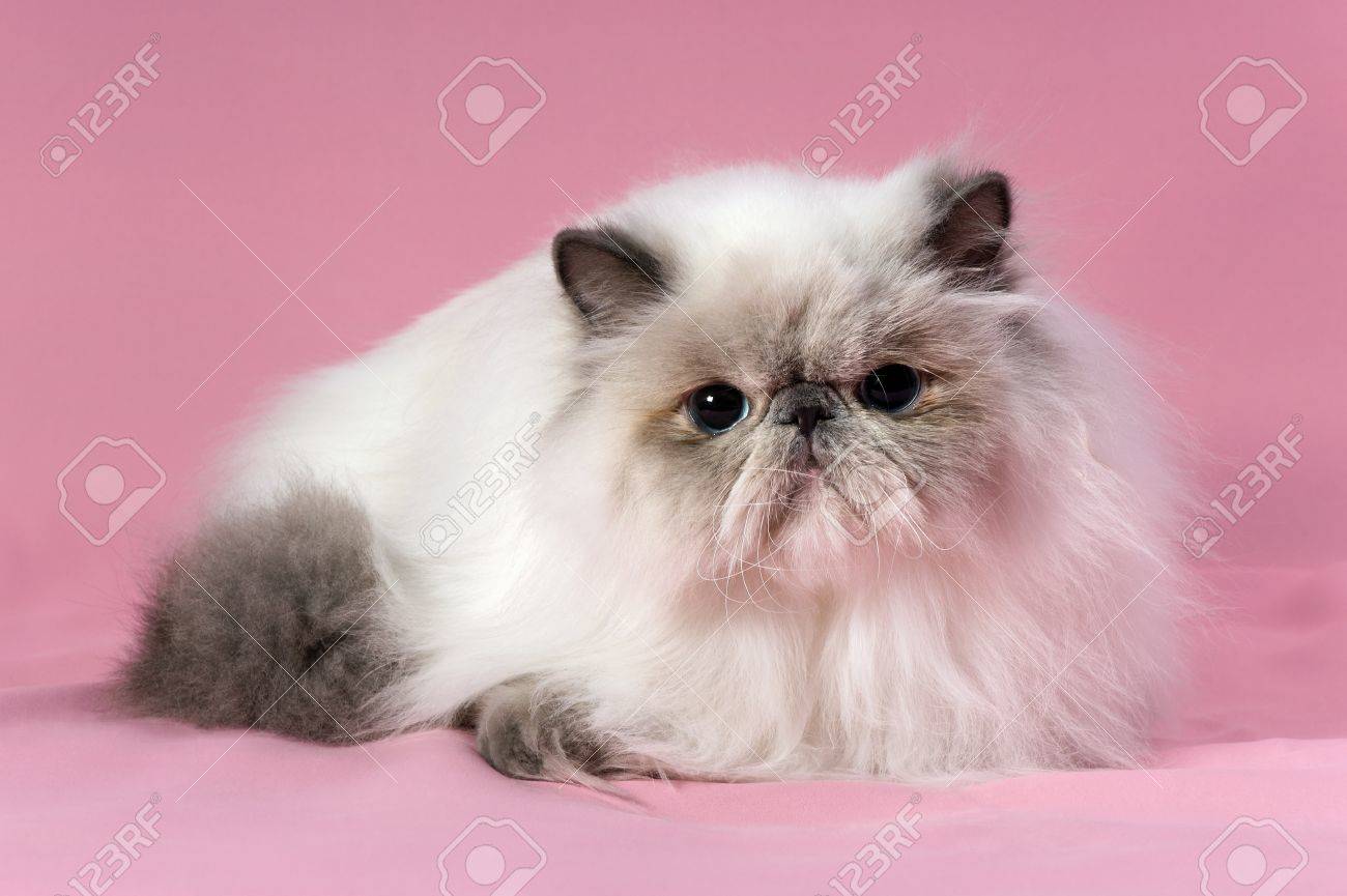 blue point persian