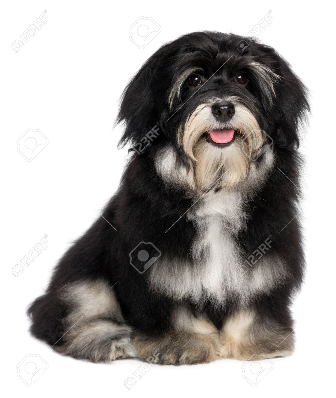 male havanese