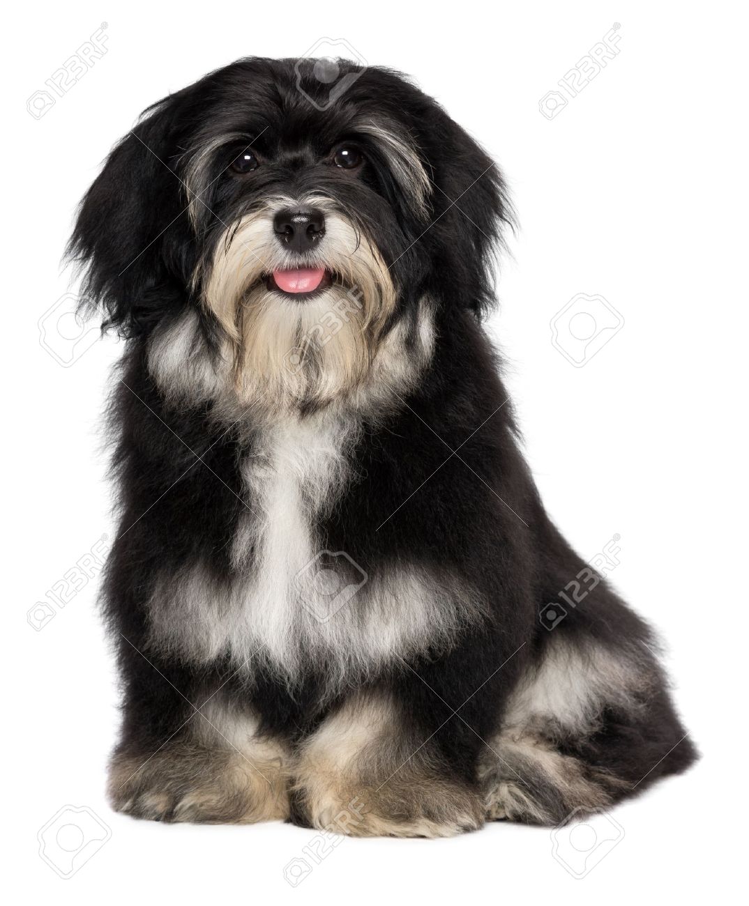 male havanese