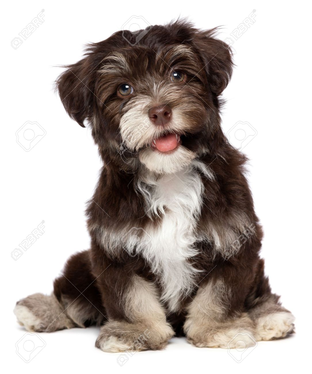 havanese brown puppy