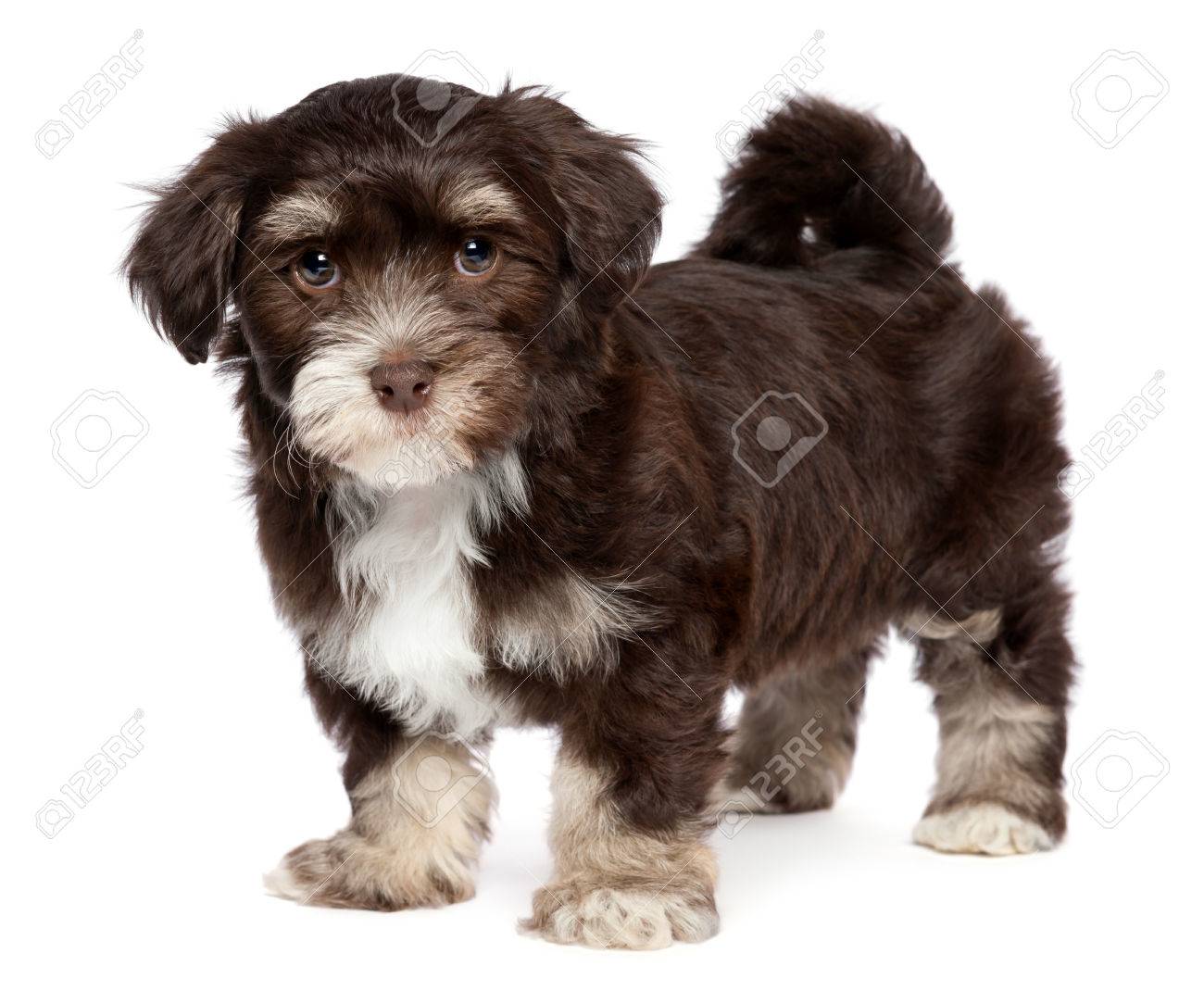 chocolate havanese puppy