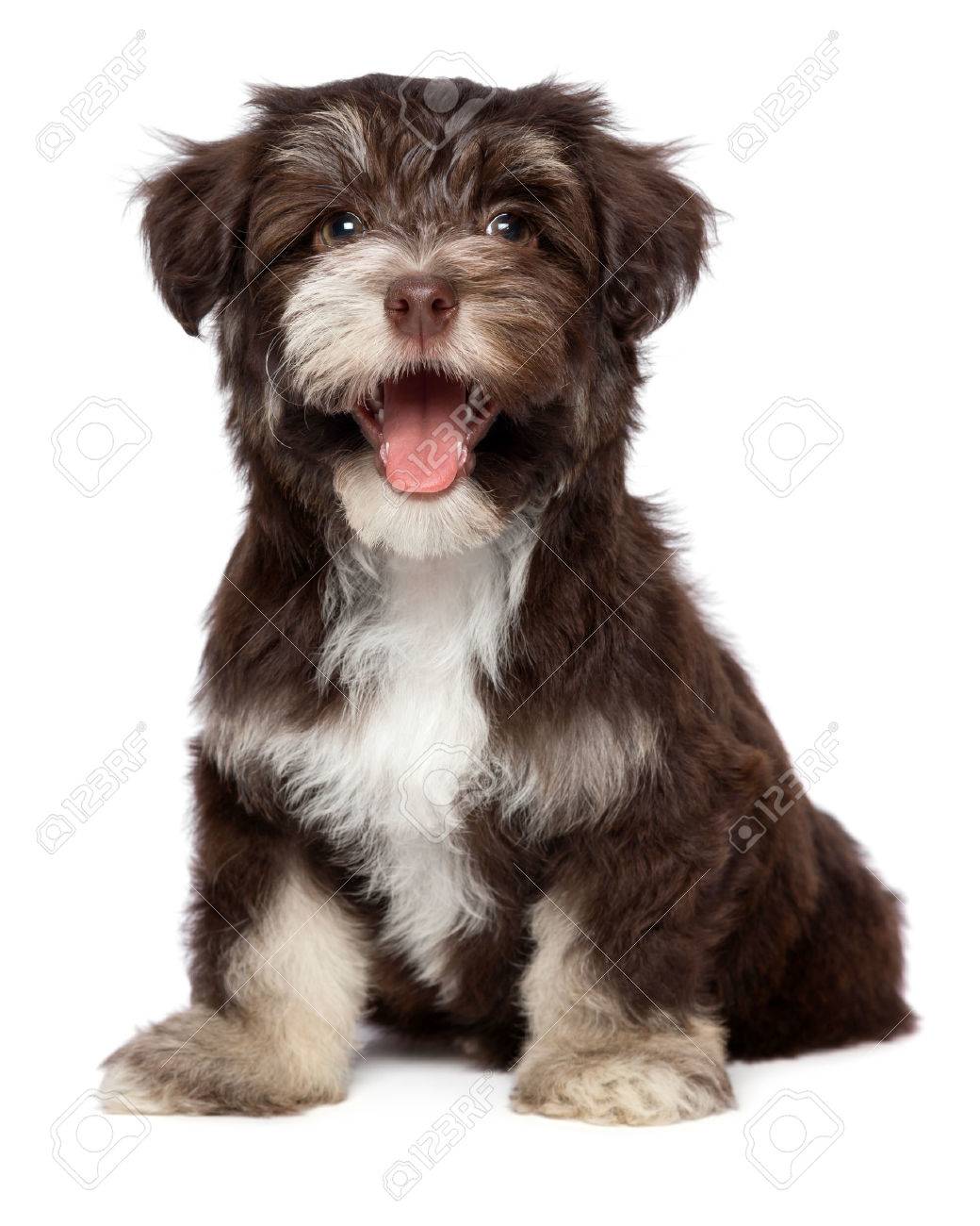 chocolate havanese dog