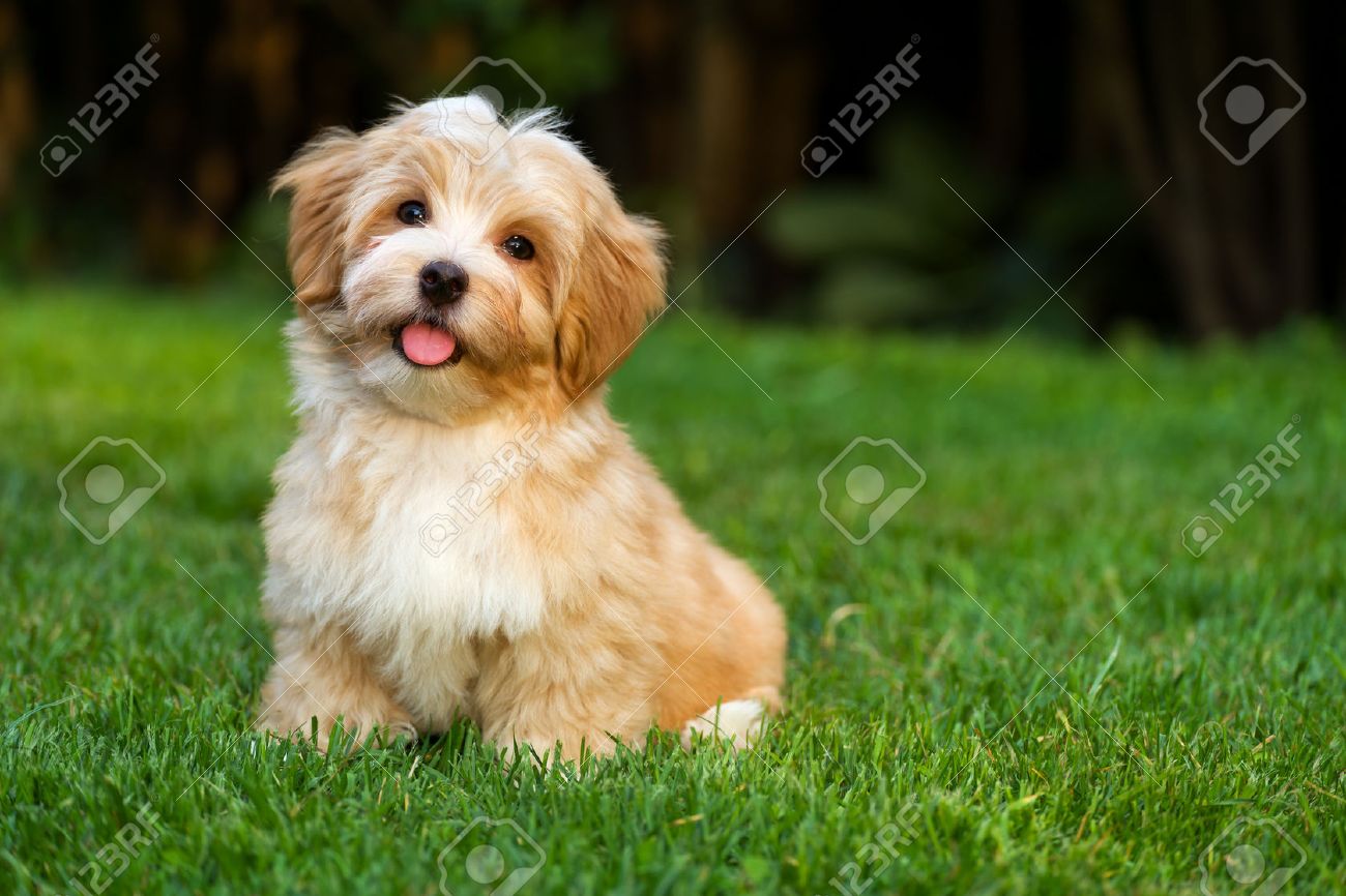 bird cage feeder no mess