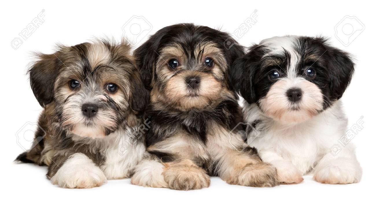three cute bichon havanese puppies are lying next to each other
