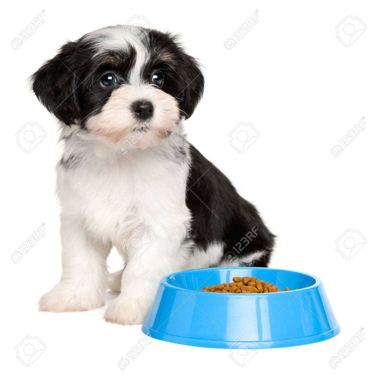 Immagini Stock Carino Tricolore Bichon Havanese Cucciolo Di Cane E Seduto Accanto A Una Ciotola Di Cibo Per Cani Blu Isolato Su Sfondo Bianco Image 51126562
