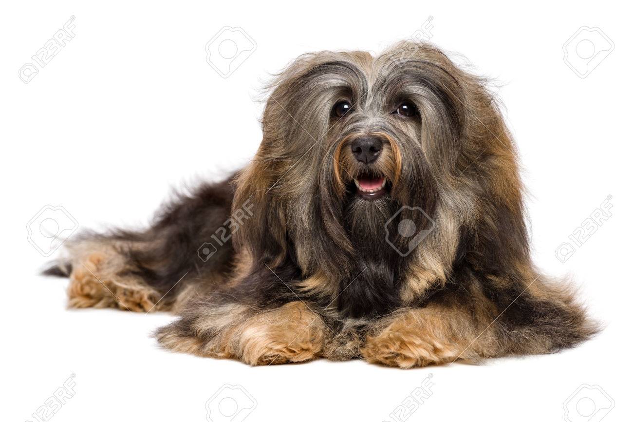 long hair havanese dog