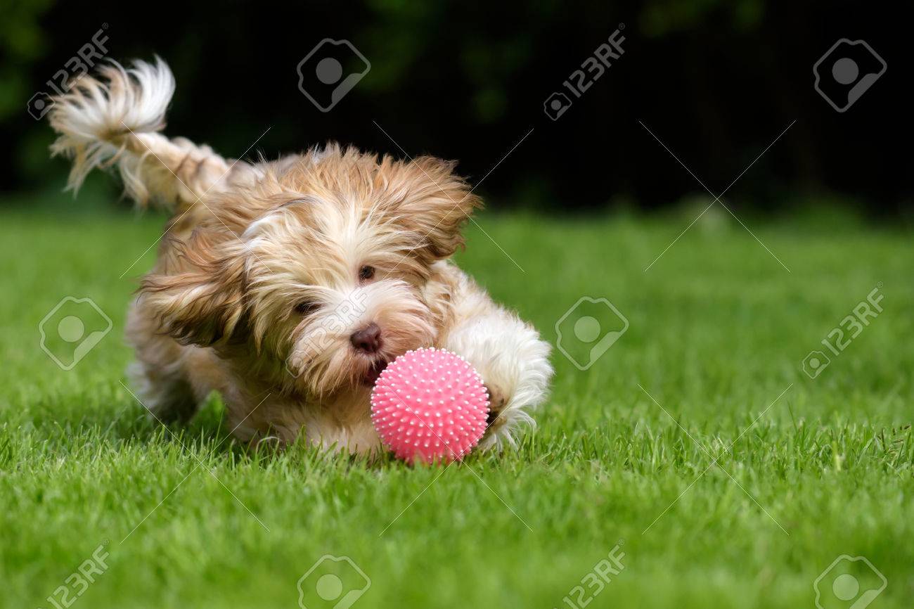 遊び心のある Havanese 子犬犬草にピンクのボールを追いかけて の写真素材 画像素材 Image