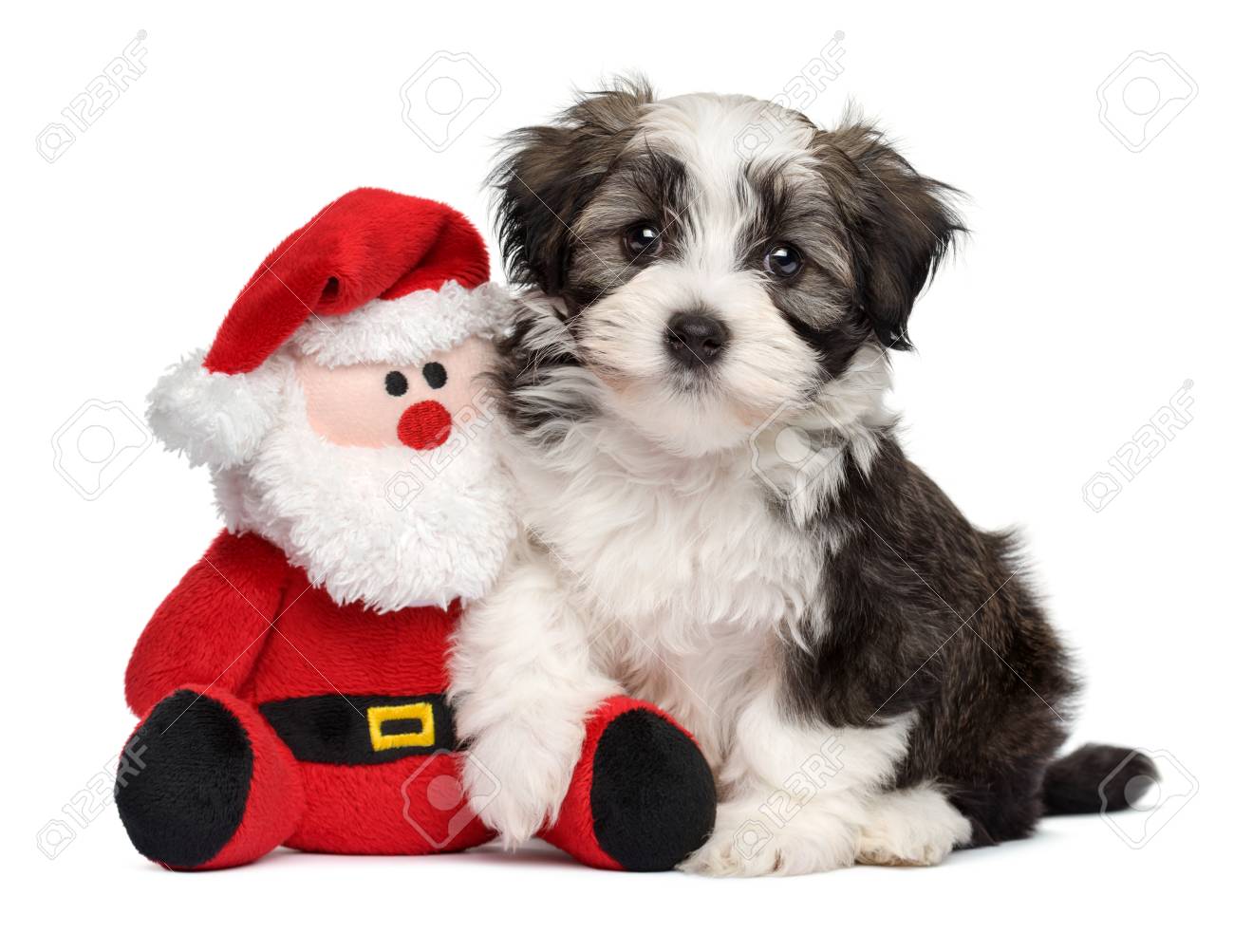 toy havanese dog