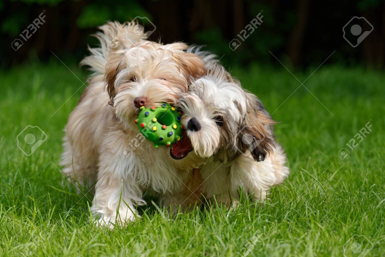 havanese puppies playing
